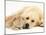 Sandy Lop Rabbit Resting with Golden Retriever Bitch-Jane Burton-Mounted Photographic Print