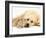 Sandy Lop Rabbit Resting with Golden Retriever Bitch-Jane Burton-Framed Photographic Print