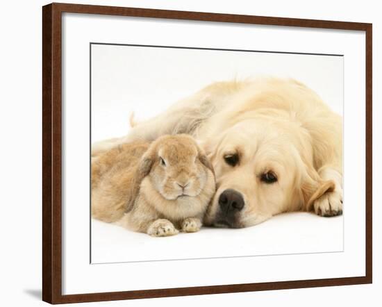 Sandy Lop Rabbit Resting with Golden Retriever Bitch-Jane Burton-Framed Photographic Print