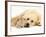 Sandy Lop Rabbit Resting with Golden Retriever Bitch-Jane Burton-Framed Photographic Print