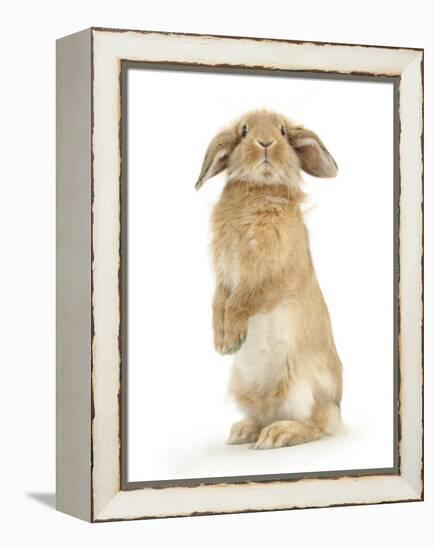 Sandy Lop Rabbit Sitting Up on its Haunches-Mark Taylor-Framed Premier Image Canvas