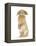 Sandy Lop Rabbit Sitting Up on its Haunches-Mark Taylor-Framed Premier Image Canvas
