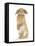 Sandy Lop Rabbit Sitting Up on its Haunches-Mark Taylor-Framed Premier Image Canvas