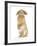 Sandy Lop Rabbit Sitting Up on its Haunches-Mark Taylor-Framed Photographic Print