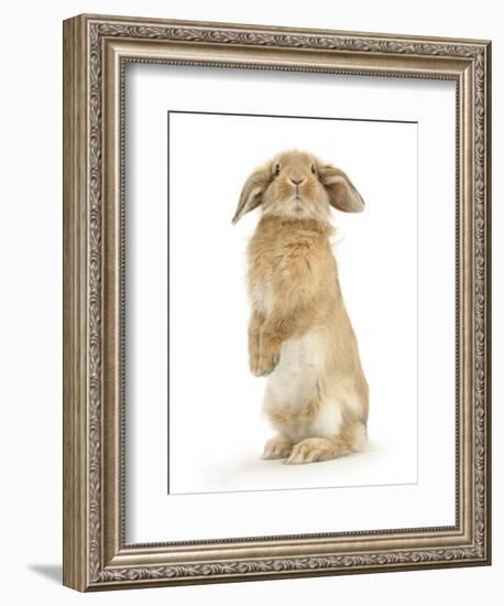 Sandy Lop Rabbit Sitting Up on its Haunches-Mark Taylor-Framed Photographic Print