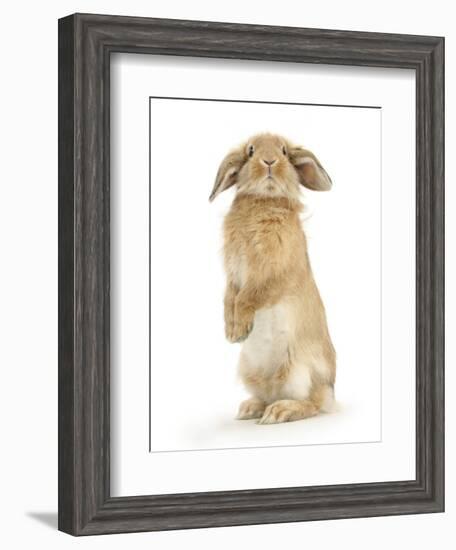 Sandy Lop Rabbit Sitting Up on its Haunches-Mark Taylor-Framed Photographic Print