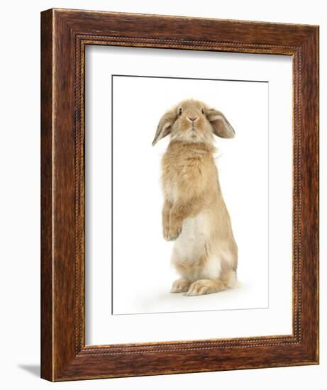 Sandy Lop Rabbit Sitting Up on its Haunches-Mark Taylor-Framed Photographic Print