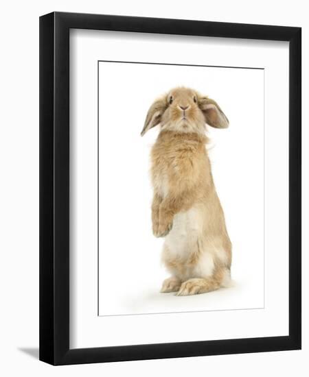 Sandy Lop Rabbit Sitting Up on its Haunches-Mark Taylor-Framed Photographic Print