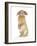 Sandy Lop Rabbit Sitting Up on its Haunches-Mark Taylor-Framed Photographic Print