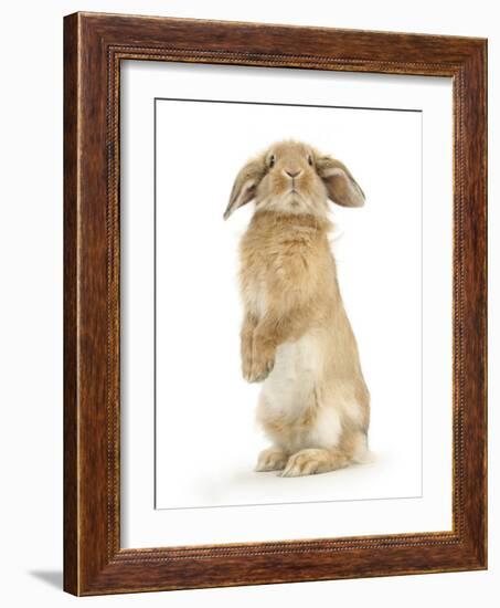 Sandy Lop Rabbit Sitting Up on its Haunches-Mark Taylor-Framed Photographic Print