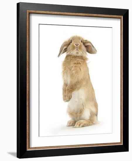 Sandy Lop Rabbit Sitting Up on its Haunches-Mark Taylor-Framed Photographic Print