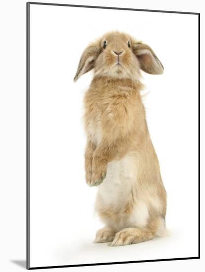 Sandy Lop Rabbit Sitting Up on its Haunches-Mark Taylor-Mounted Photographic Print