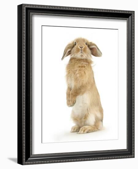 Sandy Lop Rabbit Sitting Up on its Haunches-Mark Taylor-Framed Photographic Print