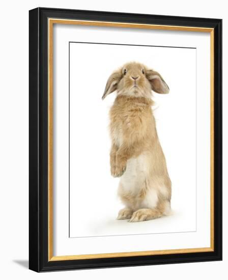 Sandy Lop Rabbit Sitting Up on its Haunches-Mark Taylor-Framed Photographic Print