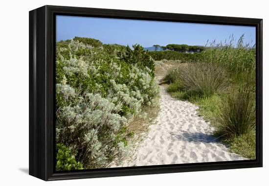 Sandy Path to the Beach, Scrub Plants and Pine Trees in the Background, Costa Degli Oleandri-Guy Thouvenin-Framed Premier Image Canvas