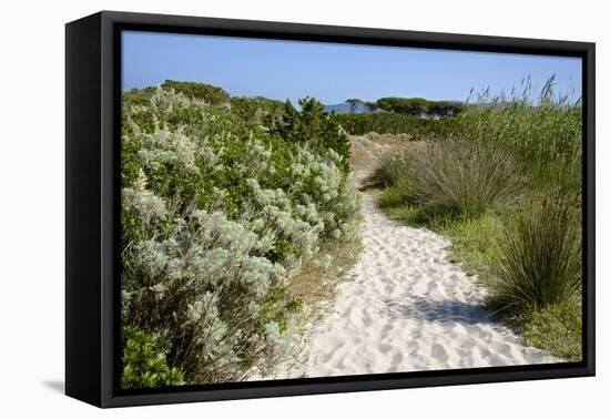 Sandy Path to the Beach, Scrub Plants and Pine Trees in the Background, Costa Degli Oleandri-Guy Thouvenin-Framed Premier Image Canvas