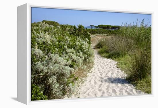 Sandy Path to the Beach, Scrub Plants and Pine Trees in the Background, Costa Degli Oleandri-Guy Thouvenin-Framed Premier Image Canvas