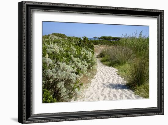 Sandy Path to the Beach, Scrub Plants and Pine Trees in the Background, Costa Degli Oleandri-Guy Thouvenin-Framed Photographic Print