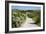 Sandy Path to the Beach, Scrub Plants and Pine Trees in the Background, Costa Degli Oleandri-Guy Thouvenin-Framed Photographic Print