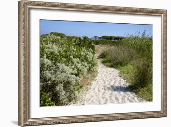 Sandy Path to the Beach, Scrub Plants and Pine Trees in the Background, Costa Degli Oleandri-Guy Thouvenin-Framed Photographic Print