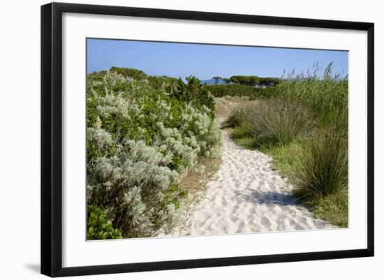 Sandy Path to the Beach, Scrub Plants and Pine Trees in the Background, Costa Degli Oleandri-Guy Thouvenin-Framed Photographic Print