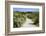 Sandy Path to the Beach, Scrub Plants and Pine Trees in the Background, Costa Degli Oleandri-Guy Thouvenin-Framed Photographic Print