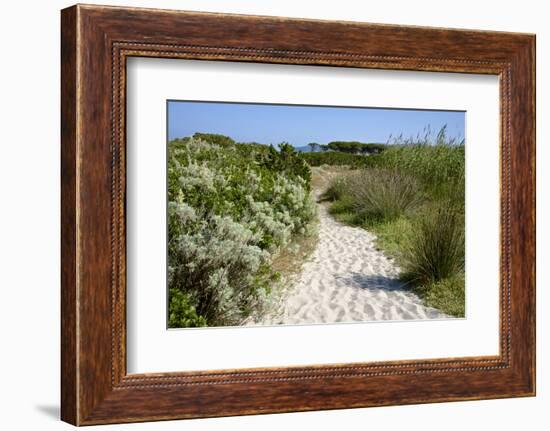 Sandy Path to the Beach, Scrub Plants and Pine Trees in the Background, Costa Degli Oleandri-Guy Thouvenin-Framed Photographic Print