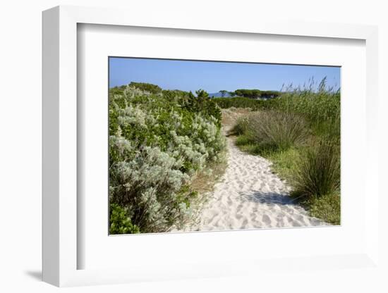 Sandy Path to the Beach, Scrub Plants and Pine Trees in the Background, Costa Degli Oleandri-Guy Thouvenin-Framed Photographic Print