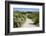 Sandy Path to the Beach, Scrub Plants and Pine Trees in the Background, Costa Degli Oleandri-Guy Thouvenin-Framed Photographic Print