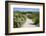 Sandy Path to the Beach, Scrub Plants and Pine Trees in the Background, Costa Degli Oleandri-Guy Thouvenin-Framed Photographic Print