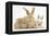 Sandy Rabbit and Two Babies-Mark Taylor-Framed Premier Image Canvas