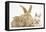 Sandy Rabbit and Two Babies-Mark Taylor-Framed Premier Image Canvas