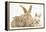 Sandy Rabbit and Two Babies-Mark Taylor-Framed Premier Image Canvas