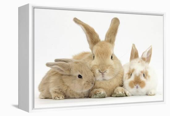 Sandy Rabbit and Two Babies-Mark Taylor-Framed Premier Image Canvas