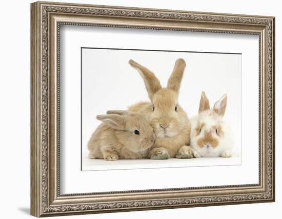 Sandy Rabbit and Two Babies-Mark Taylor-Framed Photographic Print