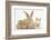 Sandy Rabbit and Two Babies-Mark Taylor-Framed Photographic Print