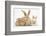 Sandy Rabbit and Two Babies-Mark Taylor-Framed Photographic Print