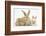 Sandy Rabbit and Two Babies-Mark Taylor-Framed Photographic Print