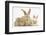 Sandy Rabbit and Two Babies-Mark Taylor-Framed Photographic Print