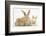 Sandy Rabbit and Two Babies-Mark Taylor-Framed Photographic Print