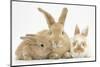 Sandy Rabbit and Two Babies-Mark Taylor-Mounted Photographic Print