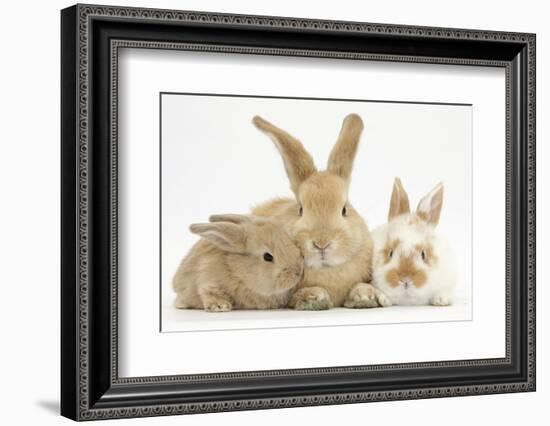 Sandy Rabbit and Two Babies-Mark Taylor-Framed Photographic Print