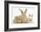 Sandy Rabbit and Two Babies-Mark Taylor-Framed Photographic Print