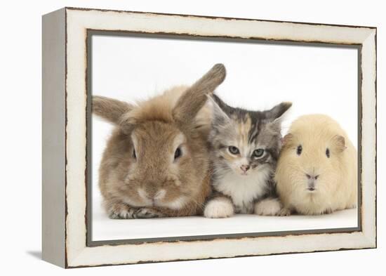 Sandy Rabbit, Tabby Tortoiseshell Maine Coon-Cross Kitten, 7 Weeks, and Yellow Guinea Pig-Mark Taylor-Framed Premier Image Canvas
