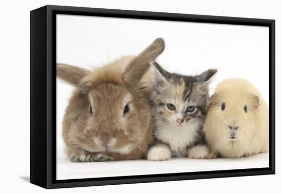 Sandy Rabbit, Tabby Tortoiseshell Maine Coon-Cross Kitten, 7 Weeks, and Yellow Guinea Pig-Mark Taylor-Framed Premier Image Canvas