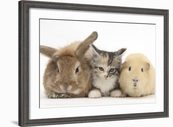 Sandy Rabbit, Tabby Tortoiseshell Maine Coon-Cross Kitten, 7 Weeks, and Yellow Guinea Pig-Mark Taylor-Framed Photographic Print