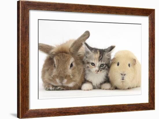 Sandy Rabbit, Tabby Tortoiseshell Maine Coon-Cross Kitten, 7 Weeks, and Yellow Guinea Pig-Mark Taylor-Framed Photographic Print