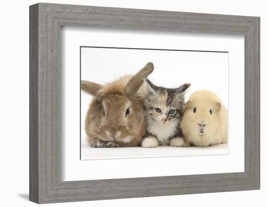 Sandy Rabbit, Tabby Tortoiseshell Maine Coon-Cross Kitten, 7 Weeks, and Yellow Guinea Pig-Mark Taylor-Framed Photographic Print