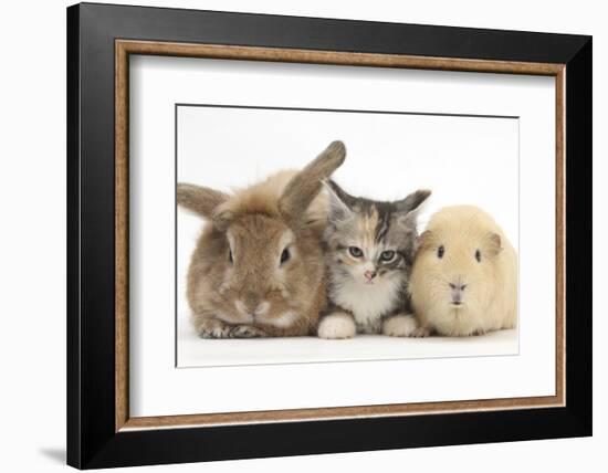 Sandy Rabbit, Tabby Tortoiseshell Maine Coon-Cross Kitten, 7 Weeks, and Yellow Guinea Pig-Mark Taylor-Framed Photographic Print