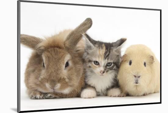 Sandy Rabbit, Tabby Tortoiseshell Maine Coon-Cross Kitten, 7 Weeks, and Yellow Guinea Pig-Mark Taylor-Mounted Photographic Print